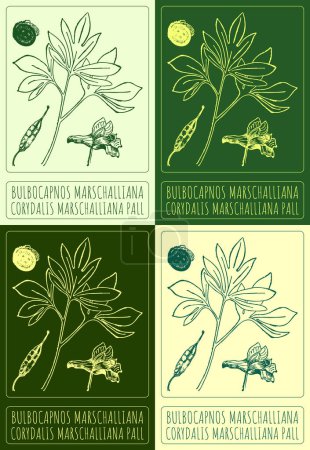 Set of drawing BULBOCAPNOS MARSCHALLIANA in various colors. Hand drawn illustration. The Latin name is CORYDALIS MARSCHALLIANA PALL.