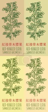 Set of drawing RED-BERRIED ELDER in Chinese in various colors. Hand drawn illustration. The Latin name is SAMBUCUS RACEMOSA L.