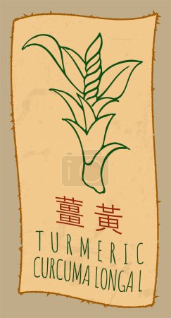 Téléchargez les photos : Dessin TURMERIC en chinois. Illustration dessinée à la main. Le nom latin est CURCUMA LONGA L. - en image libre de droit