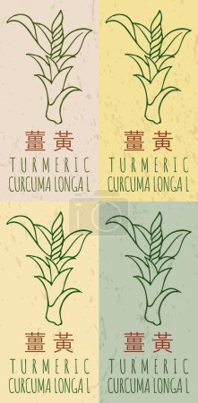 Téléchargez les photos : Jeu de dessin TURMERIC en chinois en différentes couleurs. Illustration dessinée à la main. Le nom latin est CURCUMA LONGA L. - en image libre de droit
