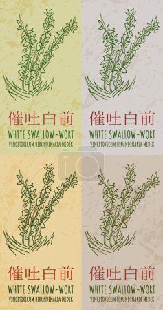 Set of drawing WHITE SWALLOW-WORT in Chinese in various colors. Hand drawn illustration. The Latin name is VINCETOXICUM HIRUNDINARIA MEDIK.