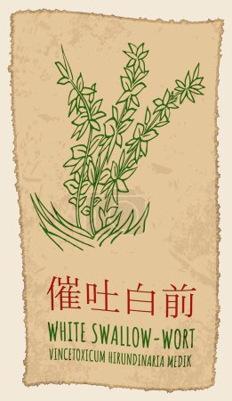 Drawing WHITE SWALLOW-WORT in Chinese. Hand drawn illustration. The Latin name is VINCETOXICUM HIRUNDINARIA MEDIK.