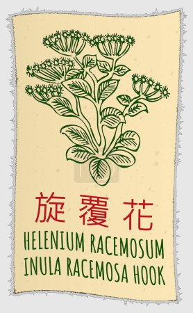 Zeichnung HELENIUM RACEMOSUM auf Chinesisch. Handgezeichnete Illustration. Der lateinische Name ist INULA RACEMOSA HOOK.