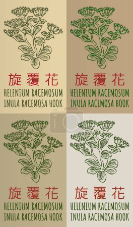 Jeu de dessin HELENIUM RACEMOSUM en chinois en différentes couleurs. Illustration dessinée à la main. Le nom latin est INULA RACEMOSA HOOK.