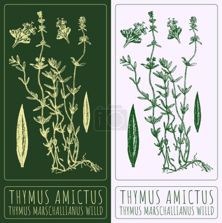 Photo for Set of drawing THYMUS AMICTUS in various colors. Hand drawn illustration. The Latin name is THYMUS MARSCHALLIANUS WILLD. - Royalty Free Image