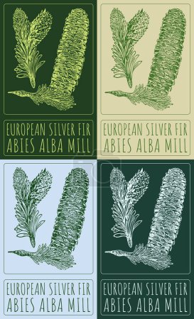 Set of drawing EUROPEAN SILVER FIR in various colors. Hand drawn illustration. The Latin name is ABIES ALBA MILL.
