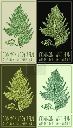 Set of drawing COMMON LADY-FERN in various colors. Hand drawn illustration. The Latin name is ATHYRIUM FILIX-FEMINA L.