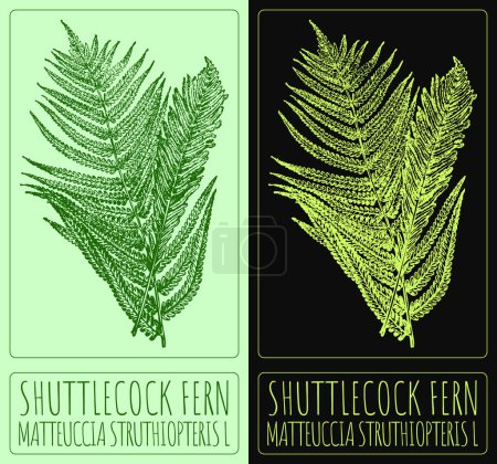 Drawing SHUTTLECOCK FERN. Hand drawn illustration. The Latin name is MATTEUCCIA STRUTHIOPTERIS L.