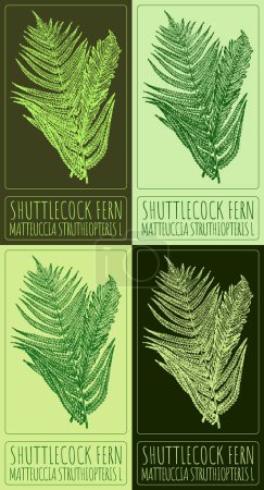 Set of drawing SHUTTLECOCK FERN in various colors. Hand drawn illustration. The Latin name is MATTEUCCIA STRUTHIOPTERIS L.