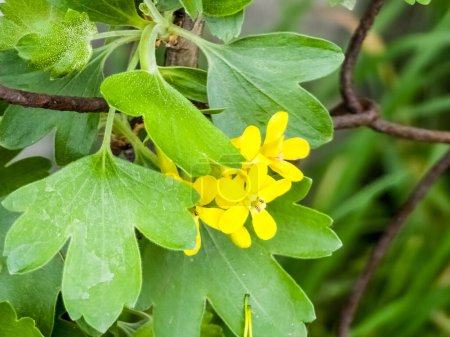 Yellow flowers of golden currant Ribes aureum against green leaves background.