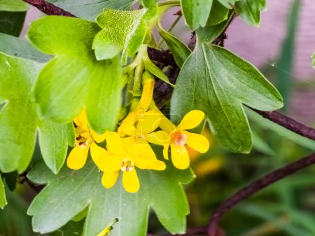 Yellow flowers of golden currant Ribes aureum against green leaves background.