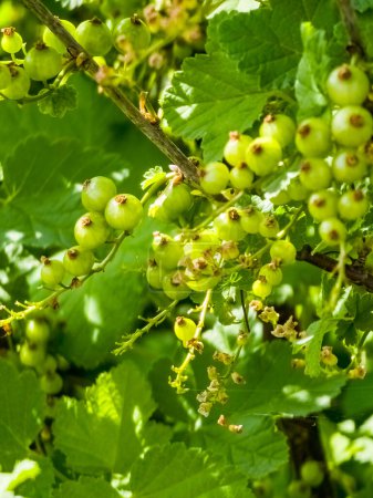 Unripe berries of red currant Ribes nigrum. Ripening berries in the garden.