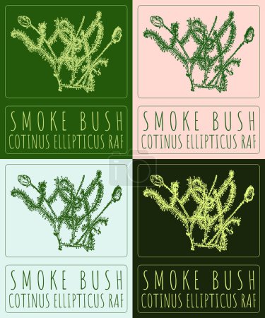 Set of drawing SMOKE BUSH in various colors. Hand drawn illustration. The Latin name is COTINUS ELLIPTICUS RAF.