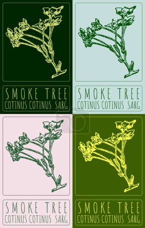 Set of drawing SMOKE TREE in various colors. Hand drawn illustration. The Latin name is COTINUS COTINUS SARG.