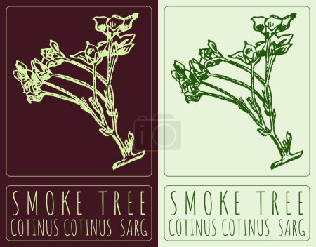 Zeichnung SMOKE TREE. Handgezeichnete Illustration. Der lateinische Name ist COTINUS COTINUS SARG.