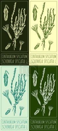 Zeichnungsset Centaurium spicatum in verschiedenen Farben. Handgezeichnete Illustration. Der lateinische Name ist SCHENKIA SPICATA L.
