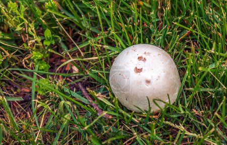 Téléchargez les photos : Calvatia gigantea est une espèce de champignons du genre Golovach. Bovista. - en image libre de droit