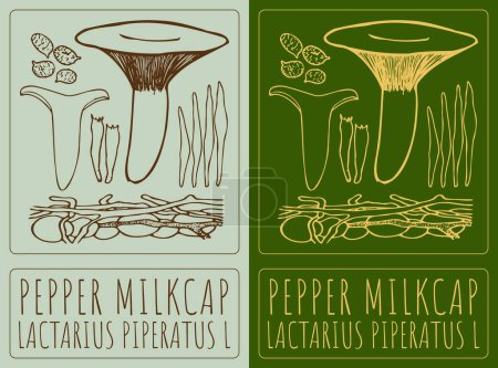 Zeichnung PEPPER MILKCAP. Handgezeichnete Illustration. Der lateinische Name ist LACTARIUS PIPERATUS L.