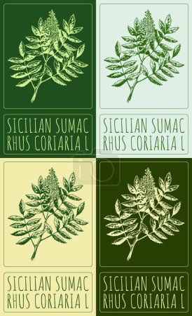 Set of drawing SICILIAN SUMAC in various colors. Hand drawn illustration. The Latin name is RHUS CORIARIA L.