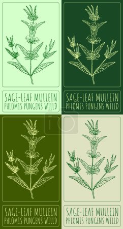 Set of drawing SAGE-LEAF MULLEIN in various colors. Hand drawn illustration. The Latin name is PHLOMIS PUNGENS WILLD.
