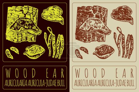 Drawing WOOD EAR. Hand drawn illustration. The Latin name is AURICULARIA AURICULA-JUDAE BULL.