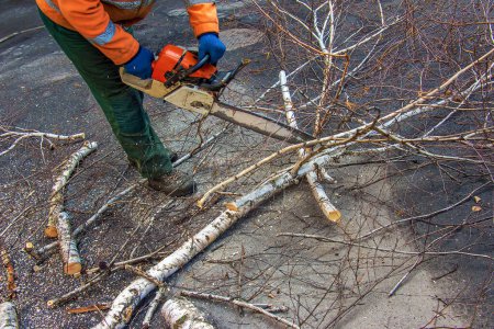 Ein Mitarbeiter des städtischen Dienstes schneidet die Äste eines Baumes. Begrünung städtischer Bäume.