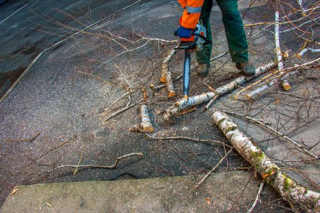 Ein Mitarbeiter des städtischen Dienstes schneidet die Äste eines Baumes. Begrünung städtischer Bäume.