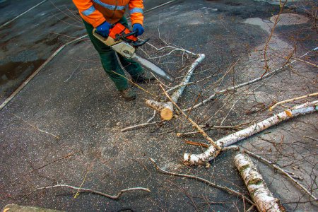 Téléchargez les photos : Un employé des services municipaux coupe les branches d'un arbre. Verdissement des arbres urbains. - en image libre de droit