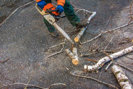Photo for A municipal service worker cuts the branches of a tree. Greening of urban trees. - Royalty Free Image