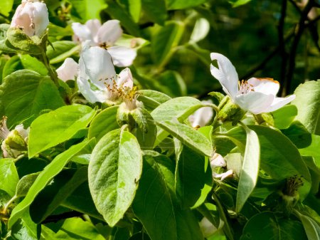 Quittenblüten Cydonia oblonga. Seine Früchte sind Quitten, auch Goldäpfel genannt.