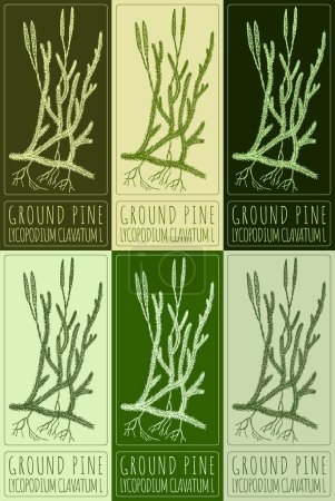 Set of drawing GROUND PINE in various colors. Hand drawn illustration. The Latin name is LYCOPODIUM CLAVATUM L.