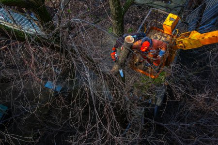 Municipal service workers stand with a chainsaw in a crane basket and trim dangerous trees.