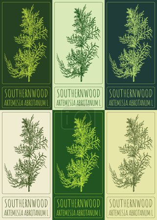 Set of drawing SOUTHERNWOOD in various colors. Hand drawn illustration. The Latin name is ARTEMISIA ABROTANUM L.