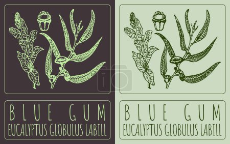 Téléchargez les photos : Drawing BLUE GUM. Hand drawn illustration. The Latin name is EUCALYPTUS GLOBULUS LABILL. - en image libre de droit
