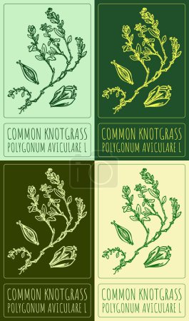 Set of drawing COMMON KNOTGRASS in various colors. Hand drawn illustration. The Latin name is POLYGONUM AVICULARE L.