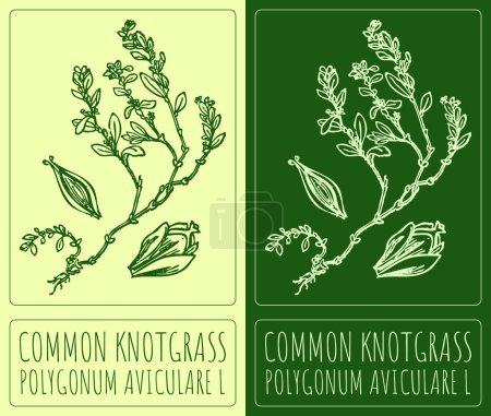 Drawing COMMON KNOTGRASS . Hand drawn illustration. The Latin name is POLYGONUM AVICULARE L.