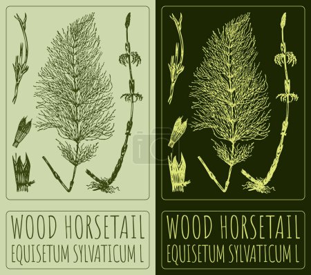 Drawing WOOD HORSETAIL. Hand drawn illustration. The Latin name is EQUISETUM SYLVATICUM L.