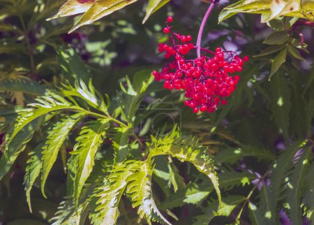Branches of ripe berries of Elderberry red Sambucus racemosa with green foliage in the summer garden.