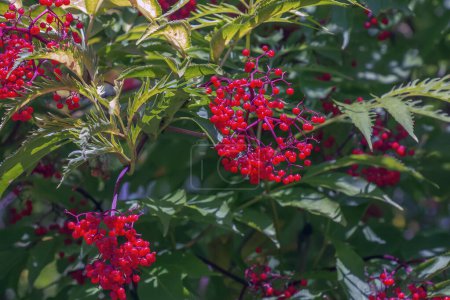 Ramas de bayas maduras de saúco rojo Sambucus racemosa con follaje verde en el jardín de verano.