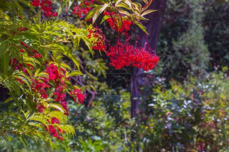 Zweige von reifen Beeren des Holunders roter Sambucus racemosa mit grünem Laub im Sommergarten.