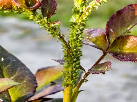 Áfidos verdes en rosas. Afidoidea. Las plagas dañan la planta y propagan enfermedades.