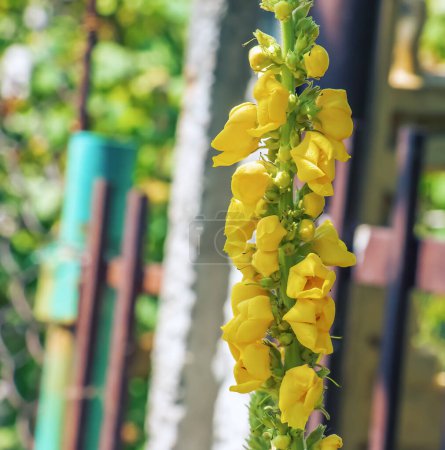 Photo for Verbascum, called the GREAT MULLEIN, Tall yellow flower stem growing outdoor. - Royalty Free Image