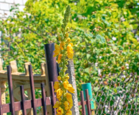 Verbascum, genannt GREAT MULLEIN, hoher gelber Blütenstiel, der im Freien wächst.