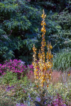 Verbascum, genannt GREAT MULLEIN, hoher gelber Blütenstiel, der im Freien wächst.