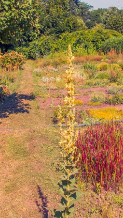 Verbascum, called the GREAT MULLEIN, Tall yellow flower stem growing outdoor.