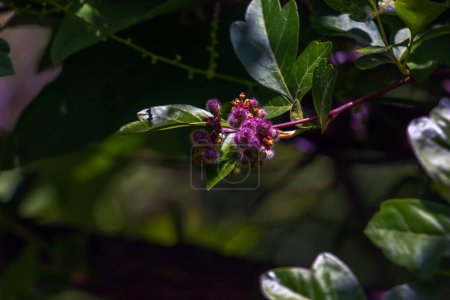 Le fruit de Turpinia aromatica, également connu sous le nom de Rhus aromatica. Les fruits sont comestibles et ont une saveur acidulée.