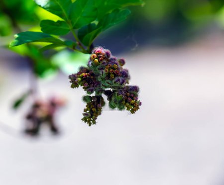 The fruit of Turpinia aromatica, also known as Rhus aromatica. The fruits are edible and have a tart flavor.