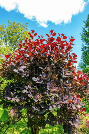 Primer plano del arbusto púrpura real con hojas de color púrpura oscuro. Cotinus. Árbol de humo.