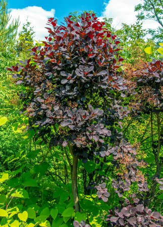 Nahaufnahme eines königlichen lila Strauchs mit dunkelvioletten Blättern. Cotinus. Rauchbaum.