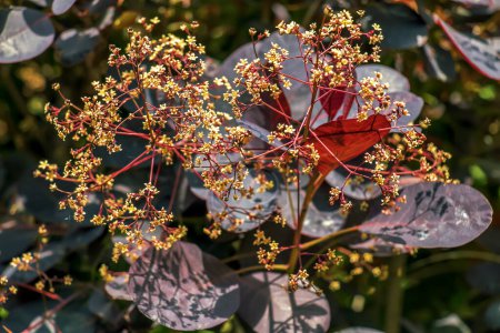Nahaufnahme eines königlichen lila Strauchs mit dunkelvioletten Blättern. Cotinus. Rauchbaum.